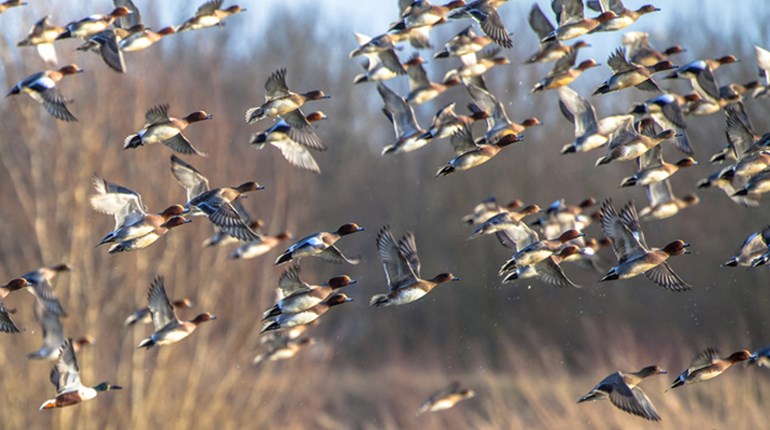 Concealed Carry on the Appalachian Trail | An Official Journal Of The NRA