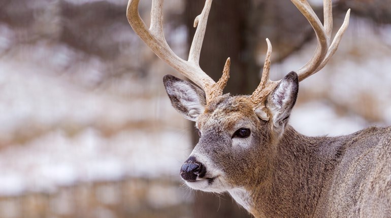 NRA’s Wild Game Meat Donation Month | An Official Journal Of The NRA
